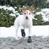 Bottes De Protection Walker Active Pour Chiens Trixie
