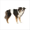 Couches Pour Chiens Mâles Trixie