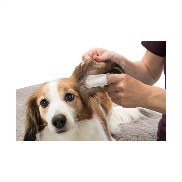 Protège-Doigts A Usage Unique Pour Le Soin Des Oreilles Trixie