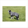 Peignoir Pour Chien Trixie