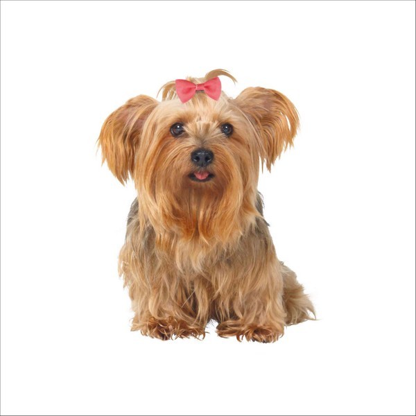 Nœud Pour Chiens Trixie 10 Pièces