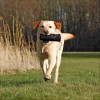 Dummy De Dressage Pour Chien Trixie
