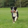 Preydummy Pour Chien Trixie