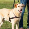 Harnais De Dressage Lead'n'Walk Soft Pour Chien Trixie