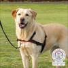 Harnais De Dressage Lead'n'Walk Soft Pour Chien Trixie