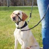 Harnais De Dressage Top Trainer Pour Chien Trixie