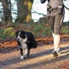 Ceinture Ventrale Avec Laisse Pour Chien Trixie