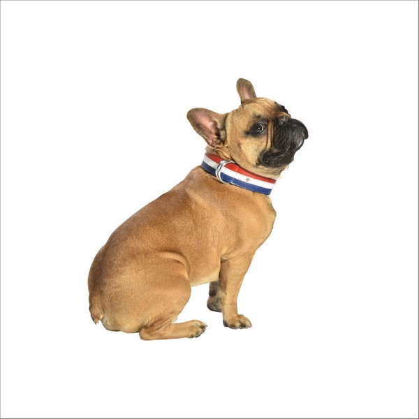 Collier Henri Pour Chien Bobby