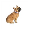 Collier Henri Pour Chien Bobby