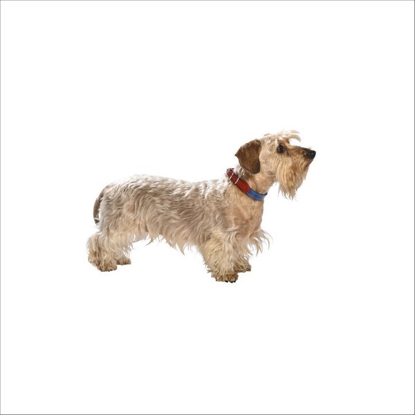 Collier Pigalle Pour Chien Bobby