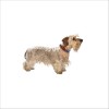 Collier Pigalle Pour Chien Bobby