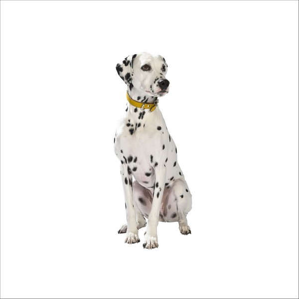 Collier Aspen Pour Chien Bobby