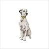 Collier Aspen Pour Chien Bobby