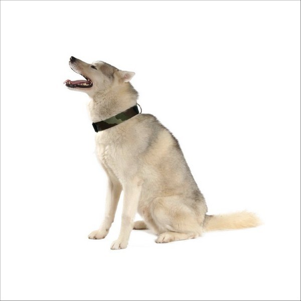 Collier Camouflage Pour Chien Bobby