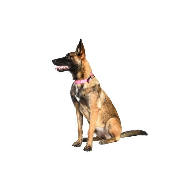 Collier Pvc Pop Pour Chien Bobby