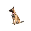 Collier Pvc Pop Pour Chien Bobby
