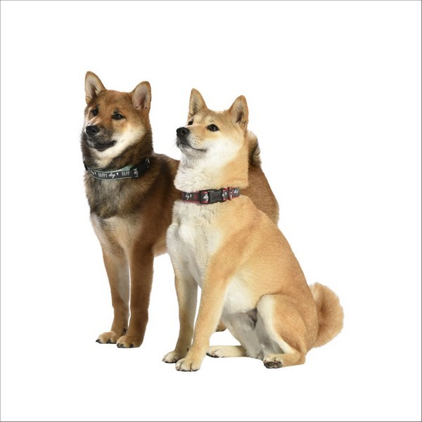 Collier Happy Pour Chien Bobby