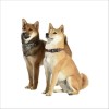 Collier Happy Pour Chien Bobby