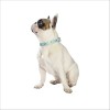 Collier Juicy Pour Chien Bobby
