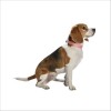 Collier Access Pour Chien Bobby
