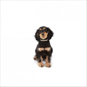 Collier Petite Princesse Pour Chien Bobby