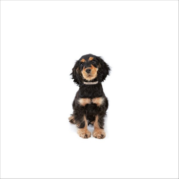 Collier Petite Princesse Pour Chien Bobby
