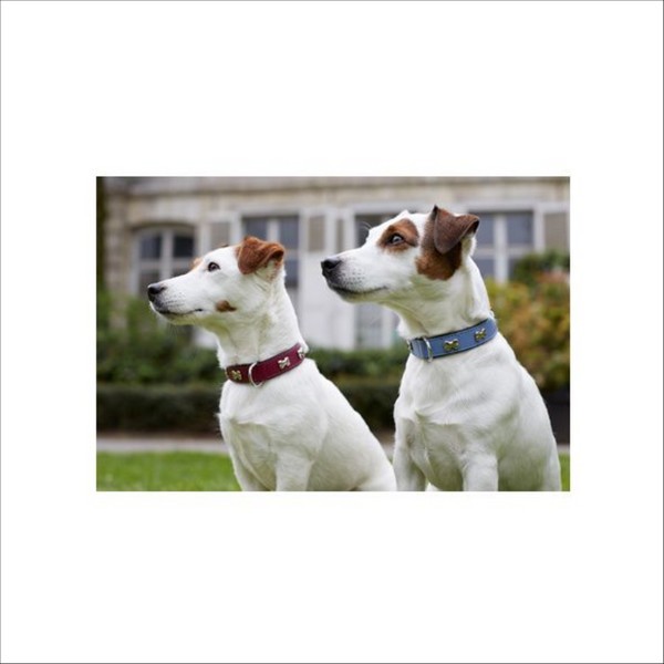 Collier Extra Souple Pour Chien Bobby