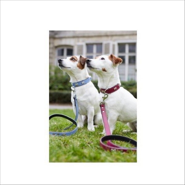 Collier Extra Souple Pour Chien Bobby