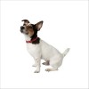 Collier Extra Souple Pour Chien Bobby