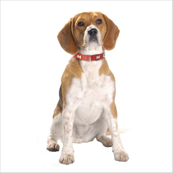Collier Extra Souple Pour Chien Bobby