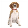 Collier Extra Souple Pour Chien Bobby
