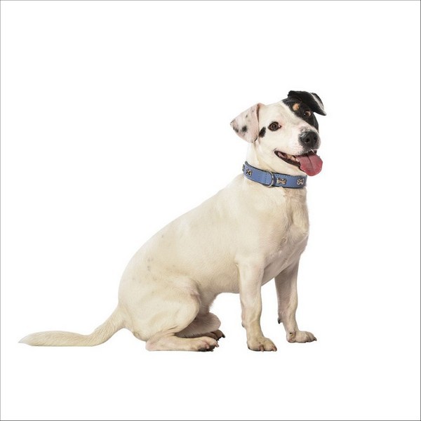 Collier Extra Souple Pour Chien Bobby