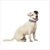 Collier Extra Souple Pour Chien Bobby
