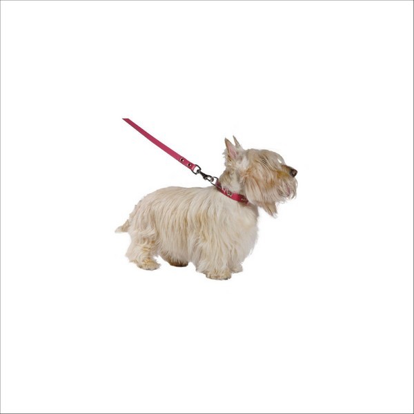 Collier Summer Pour Chien Bobby