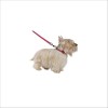 Collier Summer Pour Chien Bobby