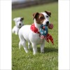 Jouet Pour Chien Les-P-Tits-Monstres Bobby