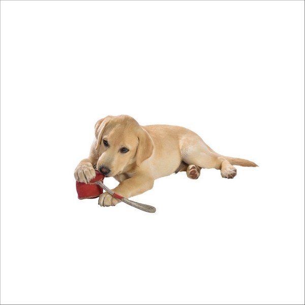 Jouet Pour Chien Cuir Recre Bobby