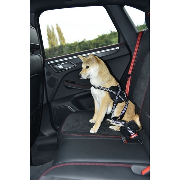 Laisse Car Pour Chien Bobby