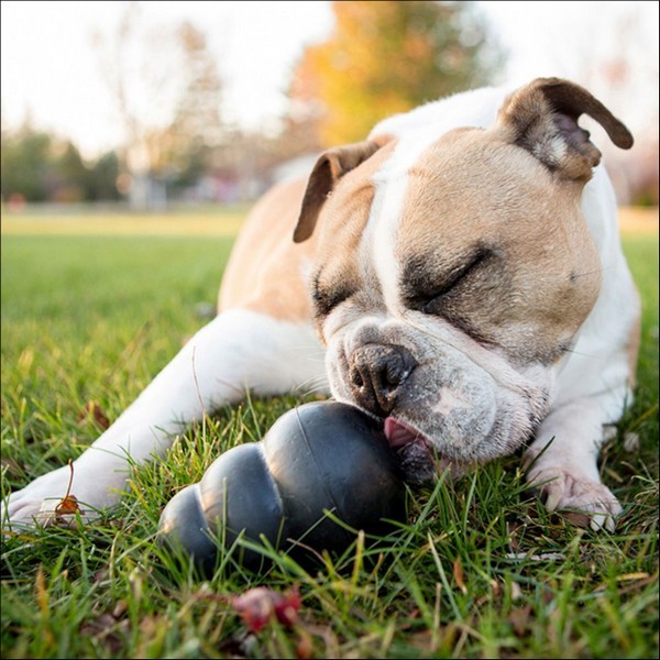 Jouet KONG Extrême Noir Pour Chien 5 Tailles - Ultra-Durable