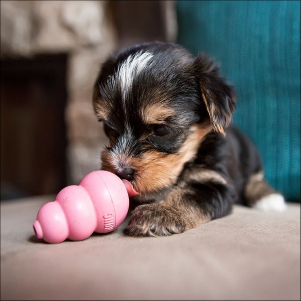 Jouet KONG Puppy Rose Ou Bleu Pour Chiot 4 Tailles - Ultra-Durable