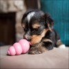 Jouet KONG Puppy Rose Ou Bleu Pour Chiot 4 Tailles - Ultra-Durable