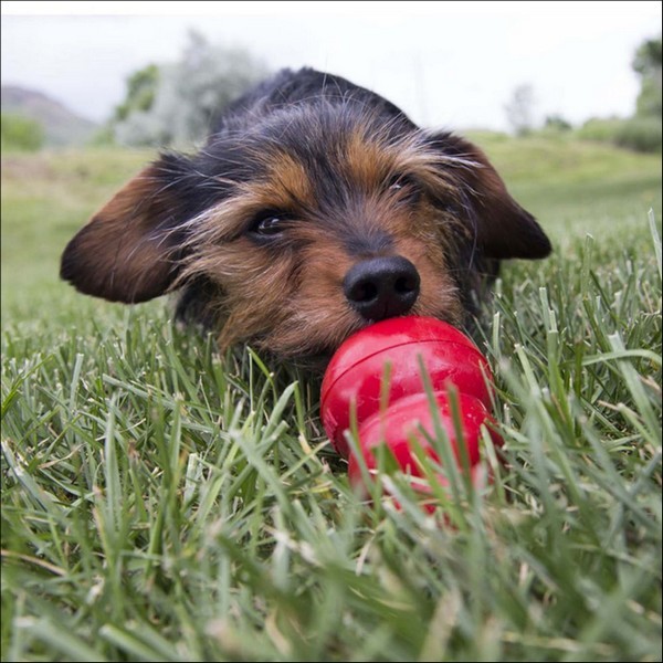 Pâte Alimentaire Friandise KONG Pour Chien "Beurre d'Arachide Easy Treat"