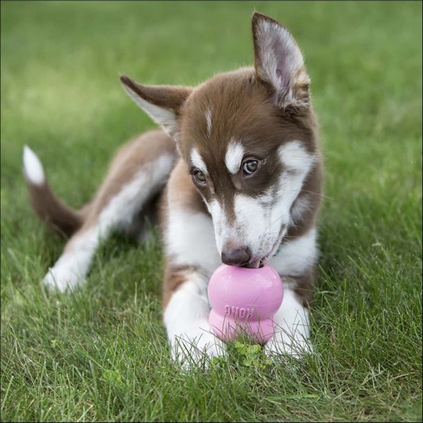 Pâte Alimentaire Friandise KONG Pour Chiot "Easy Treat Puppy"