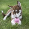 Pâte Alimentaire Friandise KONG Pour Chiot "Easy Treat Puppy"