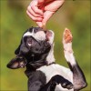 Friandises Pour Chien KONG Bites Au Beurre De Cacahuète