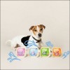 Edgard & Cooper Barquette Saumon & Truite Pour Chien Adulte