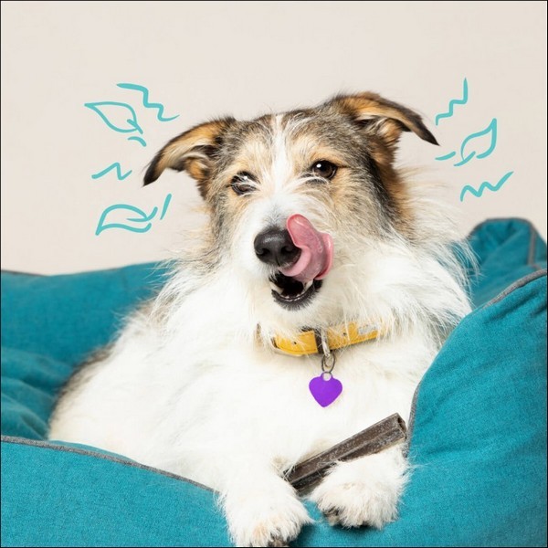 Edgard & Cooper Stick Dentaire Mâch'sticks Eucalyptus & Pomme Pour Chien