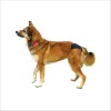 Slip De Protection Pour Chiens Trixie