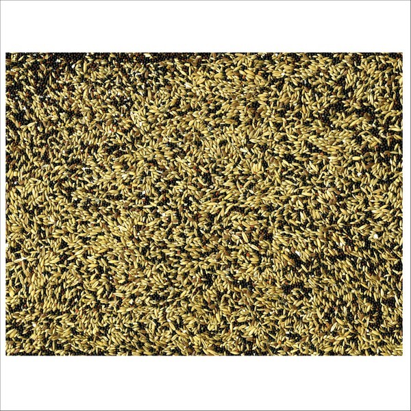 Graines Pour Oiseaux Canaris Basic Vadigran