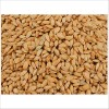 Graines Riz Paddy Pour Oiseaux Vadigran